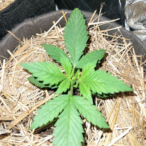 Red Critical BSF Red Line growlog timeline photo