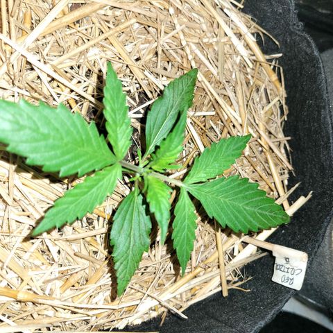 Red Critical BSF Red Line growlog timeline photo