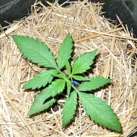 Red Critical BSF Red Line growlog timeline photo
