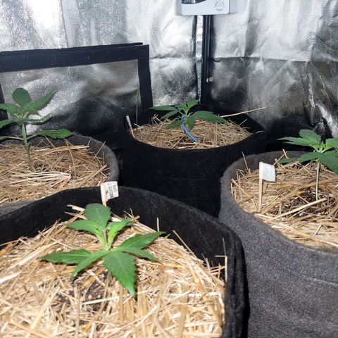 Red Critical BSF Red Line growlog timeline photo