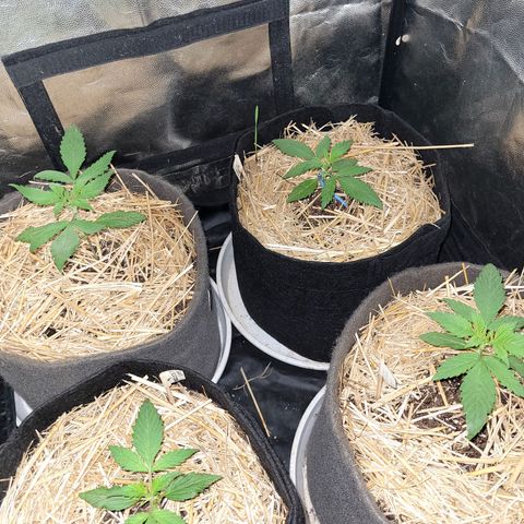 Red Critical BSF Red Line growlog timeline photo