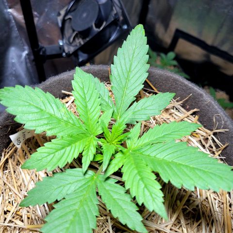Red Skunk BSF Red Line growlog timeline photo