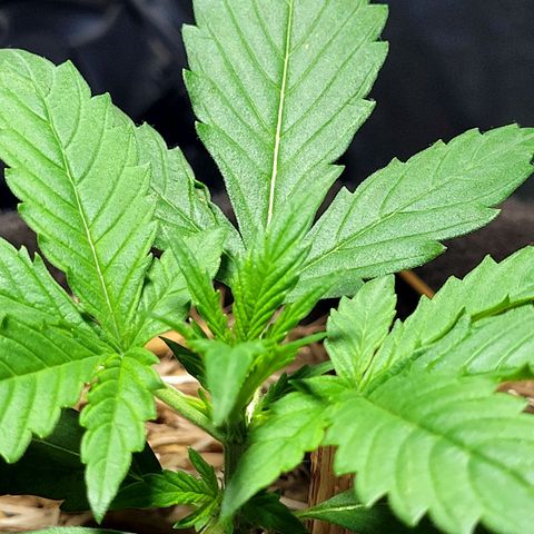 Red Skunk BSF Red Line growlog timeline photo