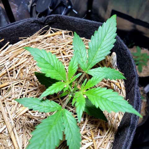 Red Critical BSF Red Line growlog timeline photo