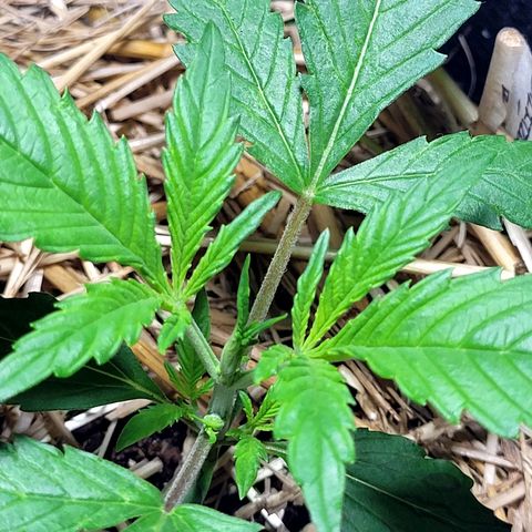 Red Critical BSF Red Line growlog timeline photo