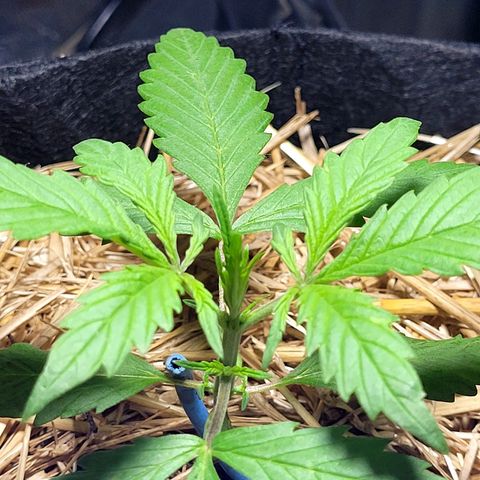 Red Kush BSF Red Line growlog timeline photo