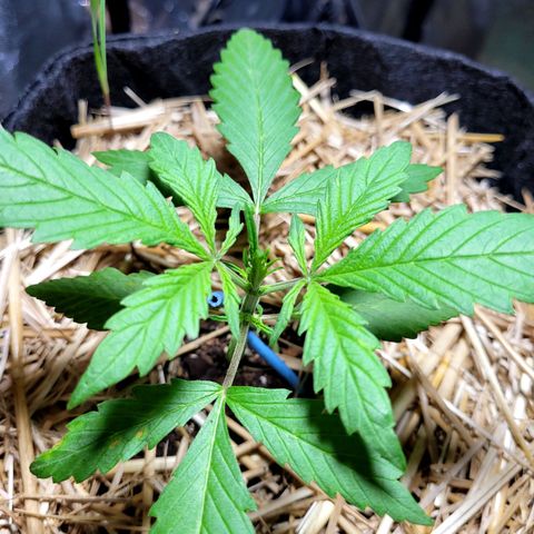 Red Kush BSF Red Line growlog timeline photo