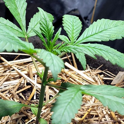 Red Sugar BSF Red Line growlog timeline photo