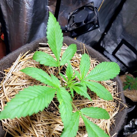 Red Sugar BSF Red Line growlog timeline photo