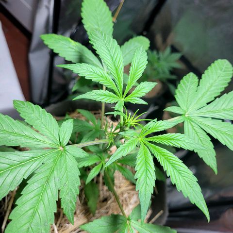 Red Sugar BSF Red Line growlog timeline photo