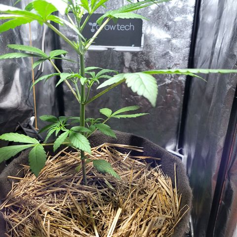 Red Sugar BSF Red Line growlog timeline photo