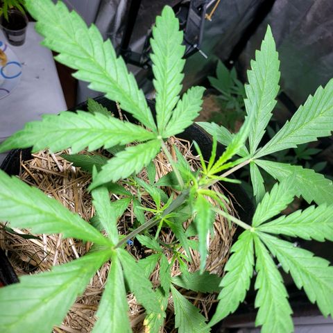 Red Kush BSF Red Line growlog timeline photo