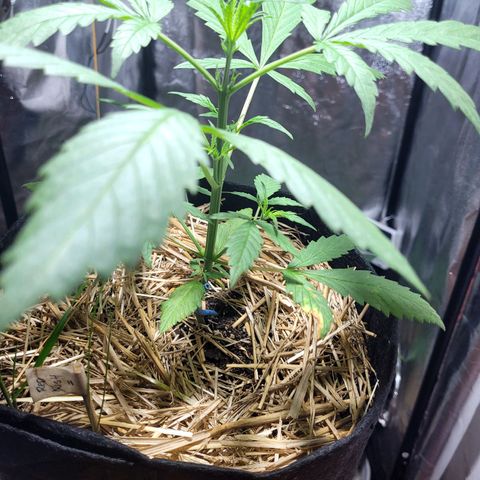 Red Kush BSF Red Line growlog timeline photo