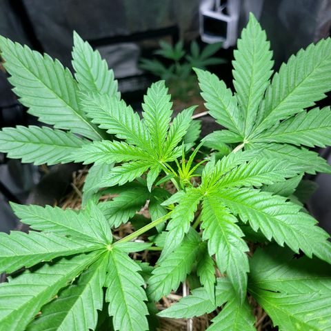 Red Skunk BSF Red Line growlog timeline photo