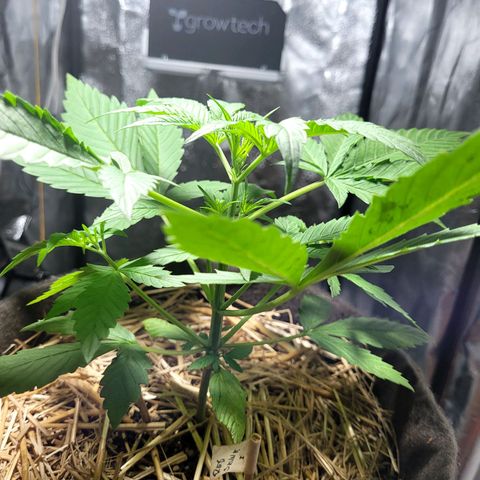 Red Skunk BSF Red Line growlog timeline photo