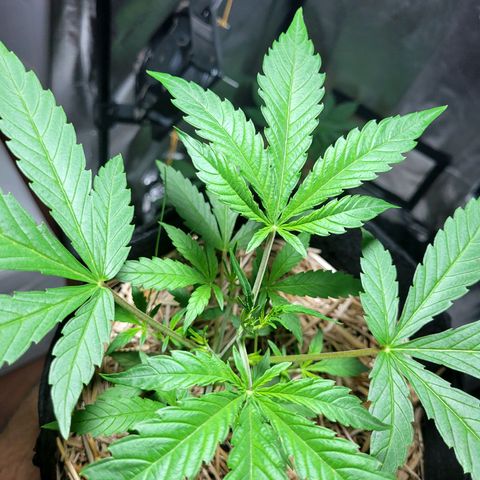 Red Critical BSF Red Line growlog timeline photo