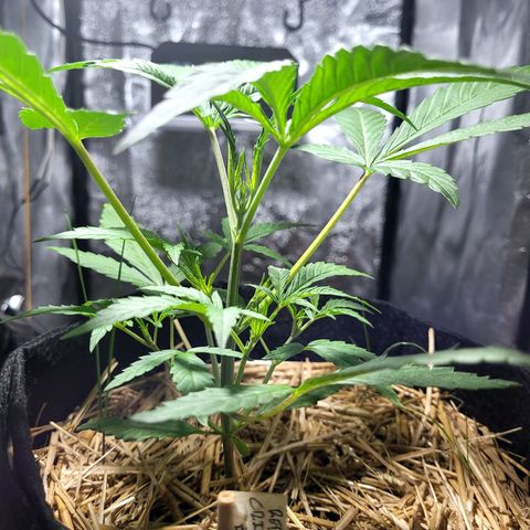 Red Critical BSF Red Line growlog timeline photo