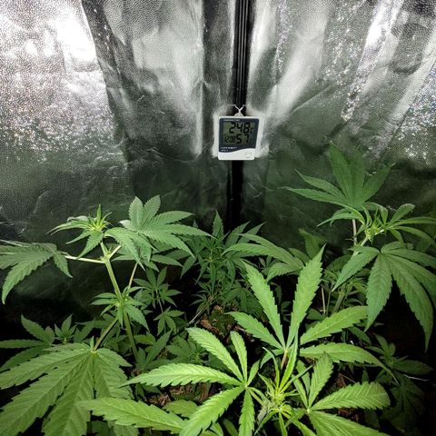 Red Critical BSF Red Line growlog timeline photo