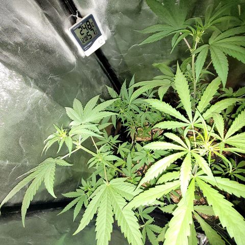 Red Critical BSF Red Line growlog timeline photo