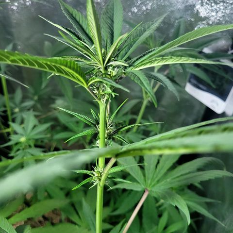 Red Sugar BSF Red Line growlog timeline photo