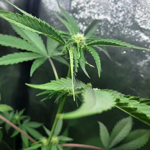 Red Skunk BSF Red Line growlog timeline photo