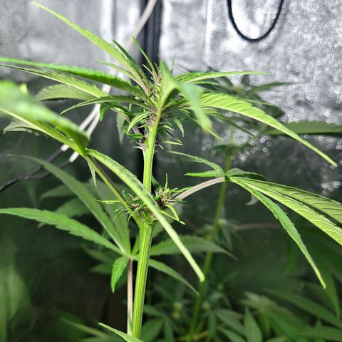 Red Kush BSF Red Line growlog timeline photo