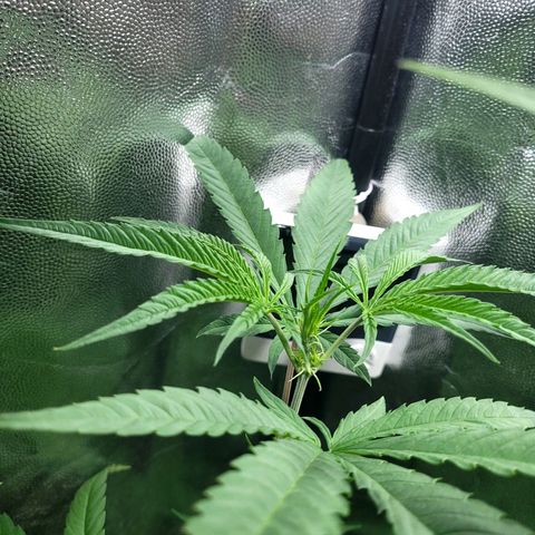 Red Critical BSF Red Line growlog timeline photo