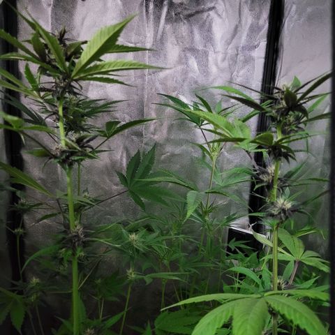 Red Critical BSF Red Line growlog timeline photo
