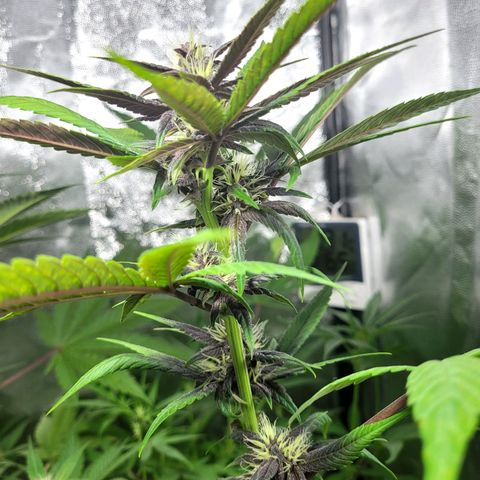 Red Sugar BSF Red Line growlog timeline photo