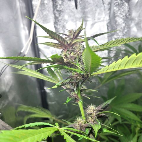 Red Kush BSF Red Line growlog timeline photo