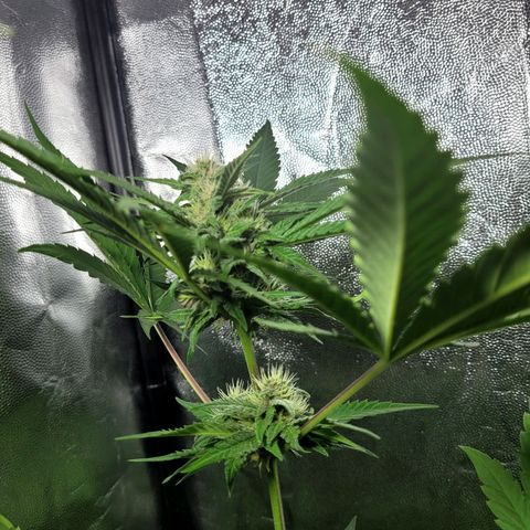 Red Skunk BSF Red Line growlog timeline photo
