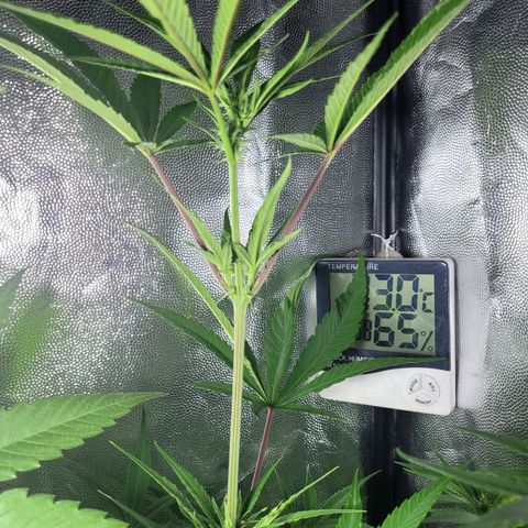 Red Critical BSF Red Line growlog timeline photo