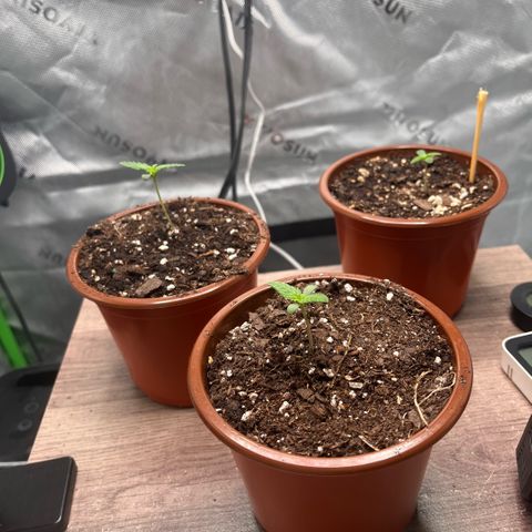 Jada growlog timeline photo