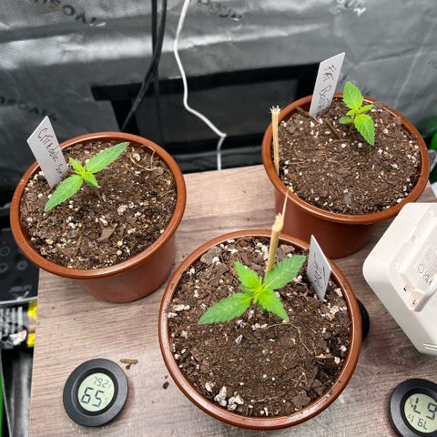 Jada growlog timeline photo