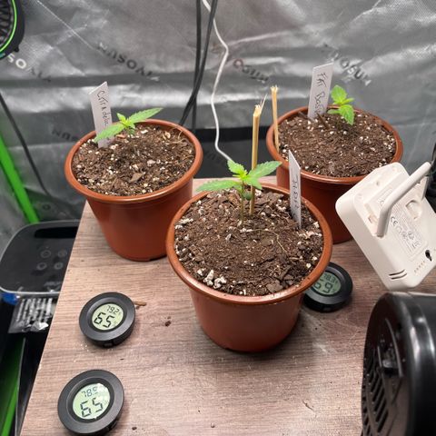 Jada growlog timeline photo