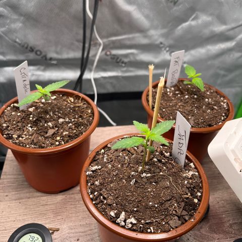 Jada growlog timeline photo