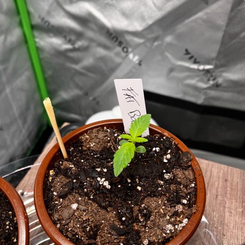 Fast bastard  growlog timeline photo