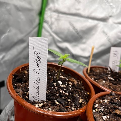 Citradelic Sunset growlog timeline photo