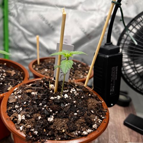 Jada growlog timeline photo