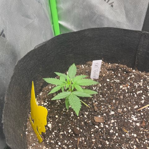 Fast bastard  growlog timeline photo
