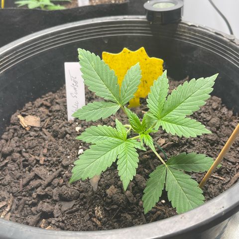 Citradelic Sunset growlog timeline photo