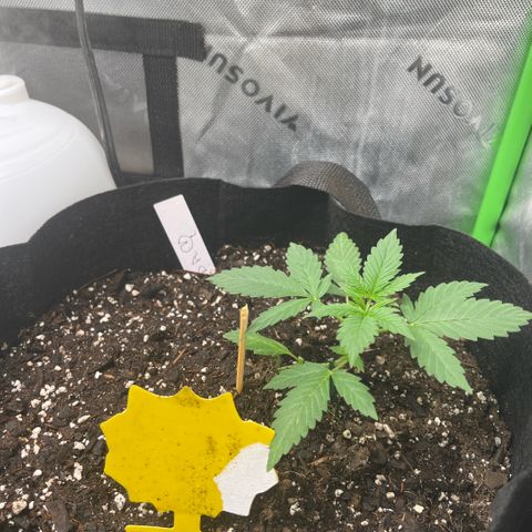 Jada growlog timeline photo