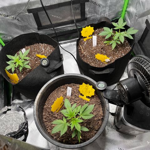 Jada growlog timeline photo