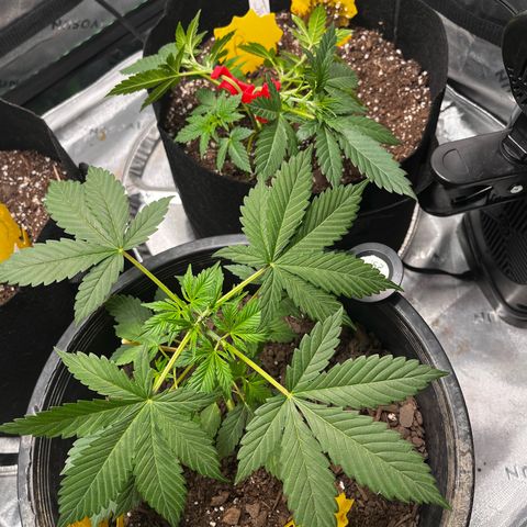 Jada growlog timeline photo