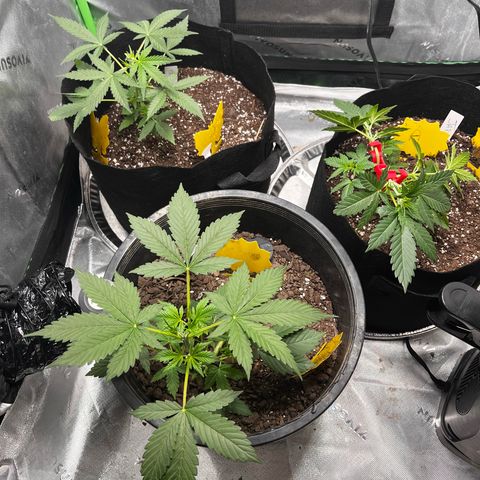 Jada growlog timeline photo