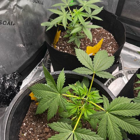Jada growlog timeline photo