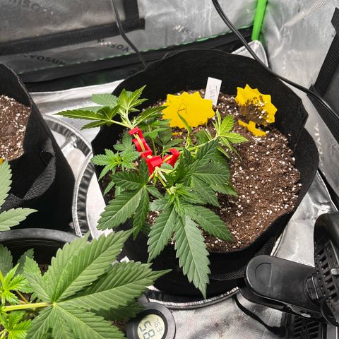 Jada growlog timeline photo