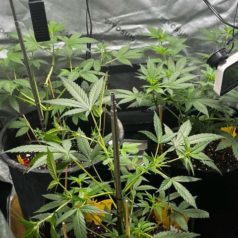 Jada growlog timeline photo