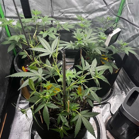 Jada growlog timeline photo