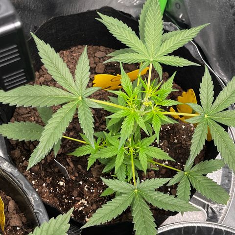 Jada growlog timeline photo